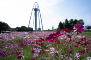 138タワーパークのオータムフェスタとは？コスモスの見頃やアクセスを解説