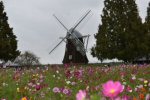 あけぼの山農業公園のコスモスウィークとは？コスモスの見頃やアクセスを解説