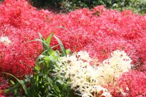 矢勝川・新美南吉記念館周辺で開催される『ごんの秋まつり』とは？