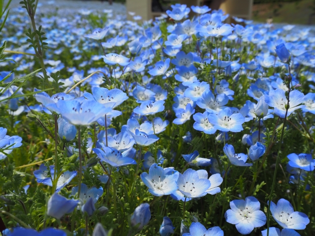 春の花畑もおすすめ！志摩市観光農園の春の開園期間とアクセスを解説