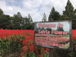 サルビアのスポット　大宮花の丘農林公苑とは？アクセス情報も解説