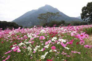 しまばら火張山花公園の秋桜まつりとは？コスモスの見頃やアクセスを解説