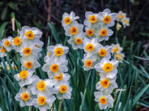 権現堂公園の水仙まつりとは？水仙の見頃やアクセス情報も解説