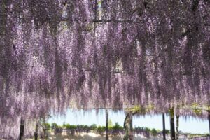 かざはやの里の藤まつりとは？藤の見頃やアクセス情報も解説