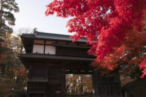 弘前城菊と紅葉まつりとは？アクセスや周辺の駐車場も徹底解説