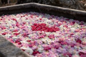 かざはやの里の梅まつりとは？梅の見頃やアクセス情報も解説