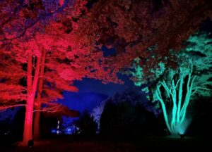 国営武蔵丘陵森林公園の紅葉見ナイトとは？紅葉の見頃アクセスを解説