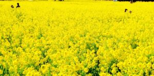 ひまわりの丘の菜の花まつりとは？菜の花の見頃やアクセスを解説