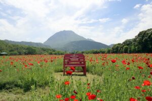 しまばら火張山花公園の『春の花まつり』とは？見られる花やアクセスを解説