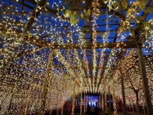 由志園の紅葉の見頃は？ライトアップやアクセス・混雑状況も解説