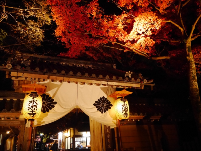 京都府立植物園の紅葉の見頃は？ライトアップや周辺の駐車場も解説