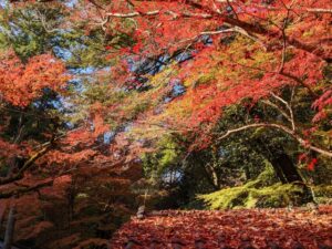 石山寺の紅葉の見頃は？『あたら夜もみじ』やアクセス・混雑も解説