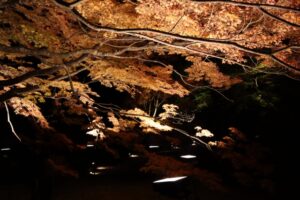 御船山楽園の紅葉まつりとは？アクセスや混雑状況も解説