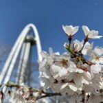 138タワーパークのスプリングフェスタとは?花の見頃やアクセスも解説