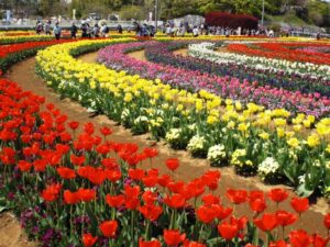 あけぼの山農業公園のスプリングウィークとは？アクセスや混雑も解説