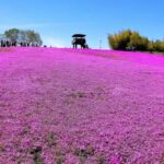 市貝町芝ざくら公園の芝ざくらまつりとは？アクセスや混雑状況も解説
