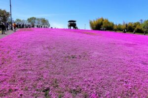 市貝町芝ざくら公園の芝ざくらまつりとは？アクセスや混雑状況も解説