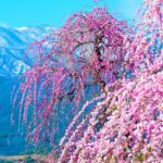 いなべ市農業公園の梅まつりとは？アクセスや混雑状況も解説