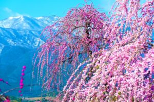 いなべ市農業公園の梅まつりとは？アクセスや混雑状況も解説