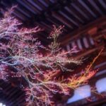 石山寺の『梅つくし・桜まいり』とは？アクセスや駐車場情報を解説