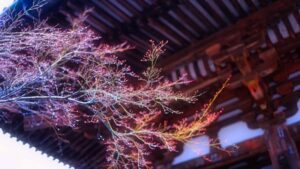 石山寺の『梅つくし・桜まいり』とは？アクセスや駐車場情報を解説