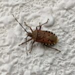 ドラッグストアでも買える！カメムシ撃退には冷却殺虫剤がおすすめ！