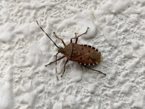 ドラッグストアでも買える！カメムシ撃退には冷却殺虫剤がおすすめ！