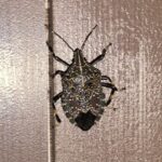 続・カメムシ対策　カメムシ除けスプレーを使ったけど油断は禁物！