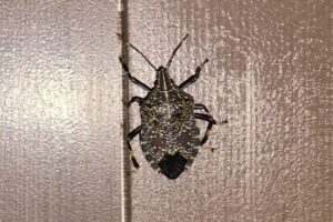 続・カメムシ対策　カメムシ除けスプレーを使ったけど油断は禁物！