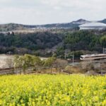 神戸総合運動公園の菜の花の見頃は？イベントやアクセス情報も解説