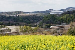 神戸総合運動公園の菜の花の見頃は？イベントやアクセス情報も解説
