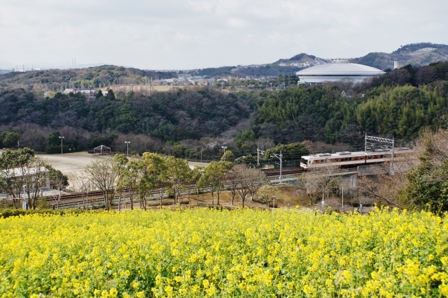 神戸総合運動公園の菜の花の見頃は？イベントやアクセス情報も解説