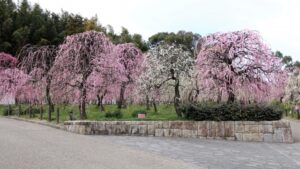 名古屋市農業センターのしだれ梅まつりとは？アクセスや混雑を解説