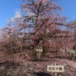 鈴鹿の森庭園のしだれ梅まつりとは？アクセスや混雑状況も徹底解説