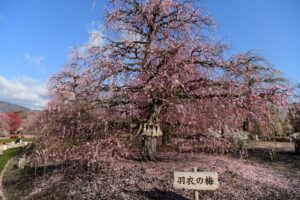 鈴鹿の森庭園のしだれ梅まつりとは？アクセスや混雑状況も徹底解説