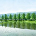 明日も晴れ！人生レシピで紹介！余りがち調味料利用テクのまとめ