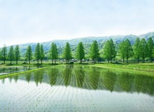 食べてみた？リニューアルしたフルタ製菓のセコイヤチョコレート