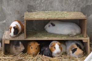 映画PUIPUIモルカーの特報映像が公開！新キャラクター情報も解禁