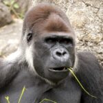 ババンババンバンバンパイア　ピッコマで最新刊まで読める大チャンス到来！