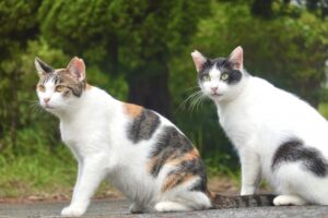 ニャイト・オブ・ザ・リビングキャット　放送は7月から！PV第2弾＆キャスト情報も公開