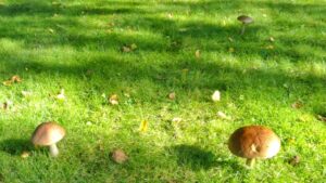 素材採取家の異世界旅行記　アニメ化するけどどんな作品？