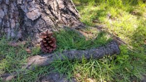 素材採取家の異世界旅行記　放送は2025年10月と判明！キャスト情報も解禁