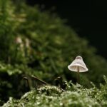 シャンピニオンの魔女　追加キャスト情報、OP・ED主題歌の情報が判明