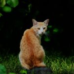 猫と竜　アニメ化するけどどんな作品？