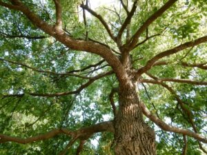 神の庭付き楠木邸　アニメ化するけどどんな作品？