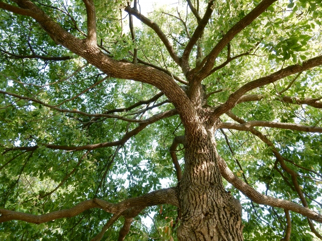 神の庭付き楠木邸　アニメ化するけどどんな作品？