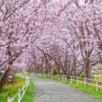 メイドさんは食べるだけ　放送は2026年4月から！追加キャスト情報等も公開