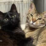 猫と竜　アニメ放送前にチェック！見どころ・魅力・注目ポイントを徹底解説