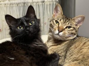 猫と竜　アニメ放送前にチェック！見どころ・魅力・注目ポイントを徹底解説