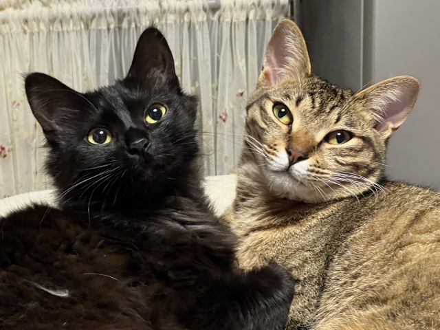 猫と竜　アニメ放送前にチェック！見どころ・魅力・注目ポイントを徹底解説